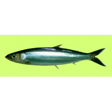 Rainbow sardine