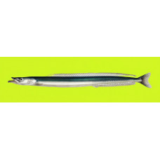 Raitt's sand eel