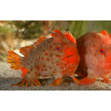 Red handfish