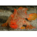 Red handfish