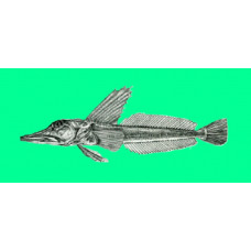 Red icefish