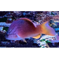 Red naped wrasse