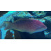 Red naped wrasse