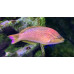 Red naped wrasse