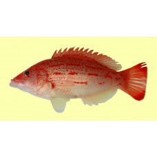 Red-sashed hogfish