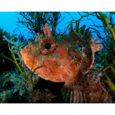 Red scorpionfish