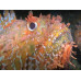 Red scorpionfish