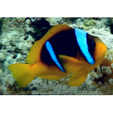 Red Sea Clownfish