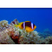 Red Sea Clownfish