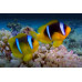 Red Sea Clownfish