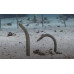 Red Sea garden eel Red Sea garden eel