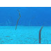 Red Sea garden eel Red Sea garden eel