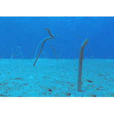 Red Sea garden eel Red Sea garden eel