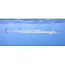 Red Sea houndfish