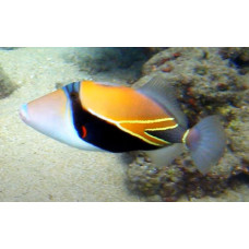 Reef triggerfish