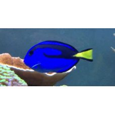 Regal tang