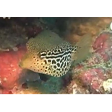 Reticulate boxfish