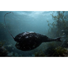 Rhynchactis macrothrix