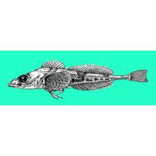 Ribbed sculpin