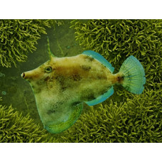 Fringed filefish Fringed filefish