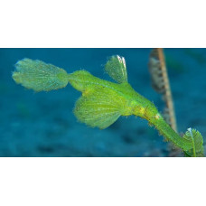 Robust ghost pipefish