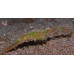 Robust ghost pipefish