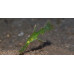 Robust ghost pipefish