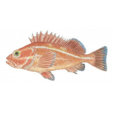 Rockfish, Yelloweye