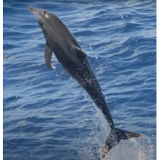 Rough-toothed dolphin
