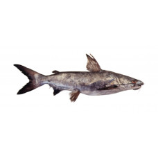 Roughback sea catfish