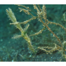 Roughsnout ghost pipefish