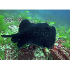 Round ribbontail ray