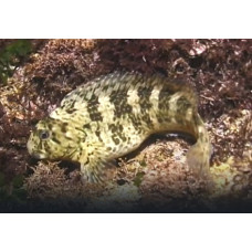 Rusty blenny Rusty blenny