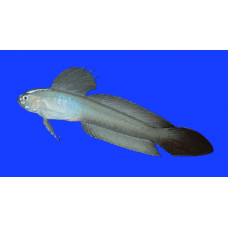 Sailfin ribbon-goby