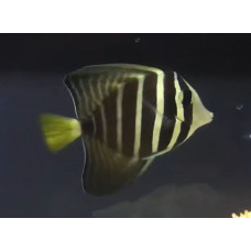 Sailfin tang