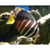 Sailfin tang