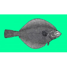 Sakhalin sole