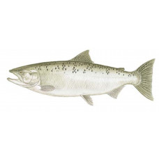 Salmon, Chinook