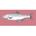 Salmon, Chinook