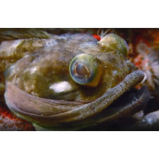 Sarcastic fringehead