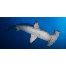 Scalloped hammerhead