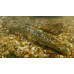 Lamprey: Sea Lamprey