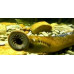 Lamprey: Sea Lamprey