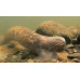 Lamprey: Sea Lamprey