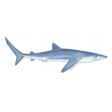 Shark, Blue