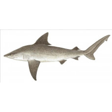 Shark, Sandbar