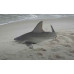 Shark, Sandbar