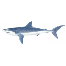 Shark, Shortfin Mako