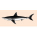 Shark, Shortfin Mako