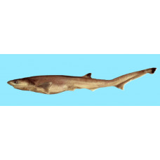 Sharpnose sevengill shark